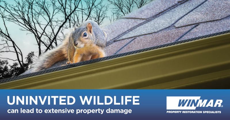 Uninvited wildlife can lead to extensive property damage